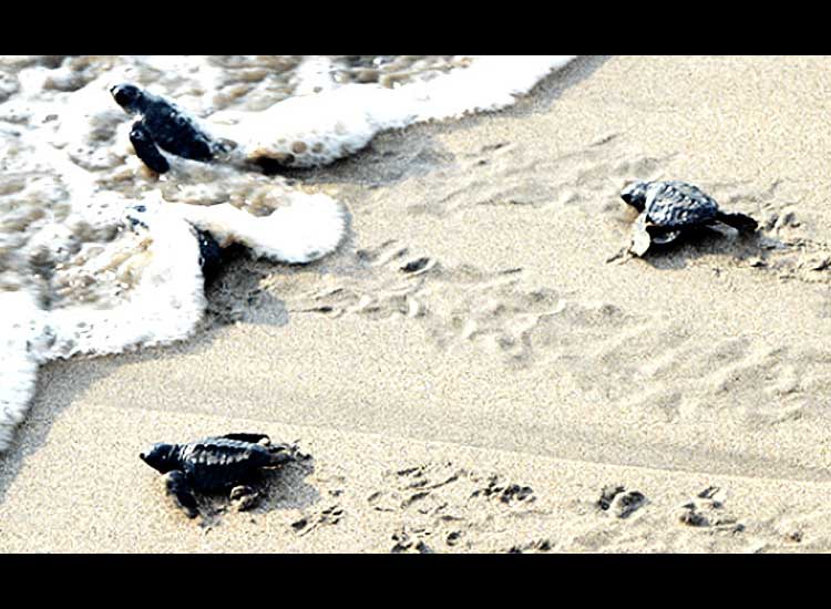 The beauty of Batu Kumbang Ipuh Bengkulu Beach, a tourist spot that has given birth to thousands of turtles since 2015