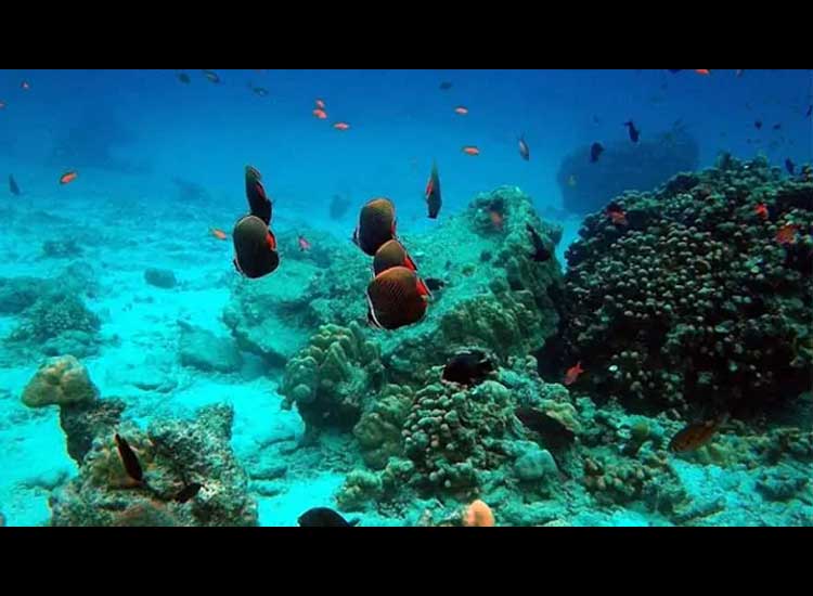 Enjoying the Beauty of Rubiah Island, a Hidden Paradise in Aceh